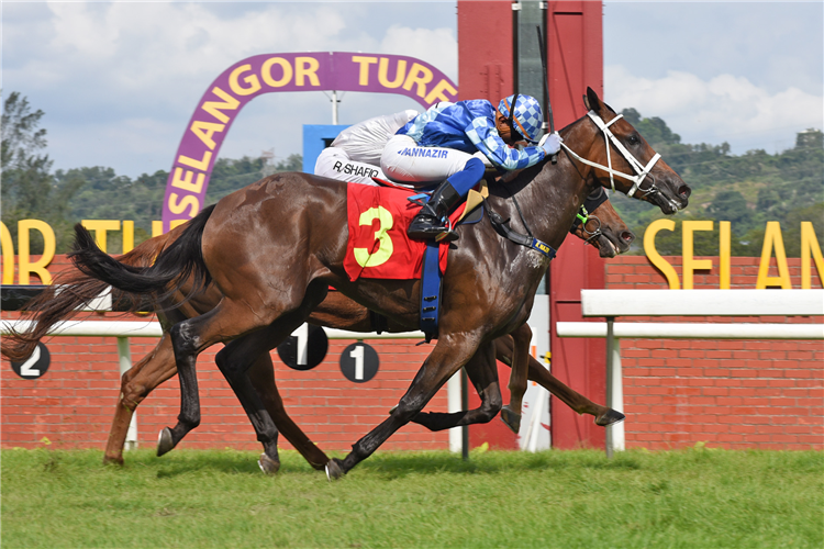 DUMA winning the Oct 27 2024 Selangor Meeting Race 6 (1015)