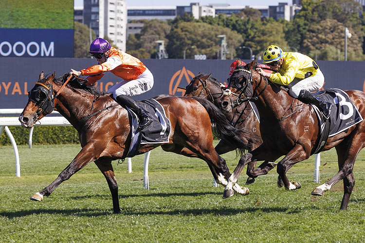 EL CASTELLO winning the MOET & CHANDON SPRING CHAMPION STAKES