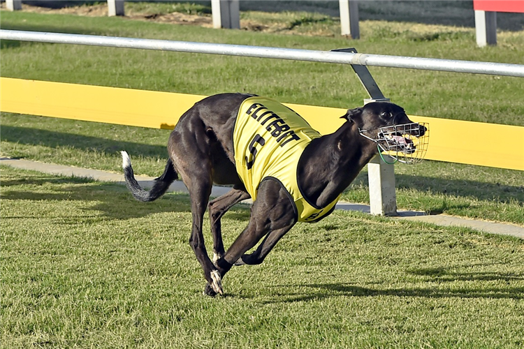 EMBRACE winning a heat of the Muswellbrook cup.(Photo courtesy of greyhound recorder)