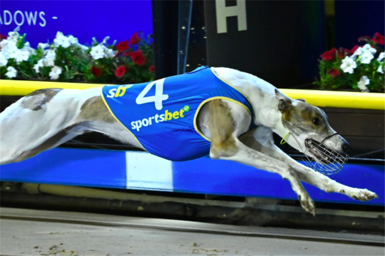 Fernando Phil Greyhound Runner Profile - Next Race, Form, Stats, News,  Breeding