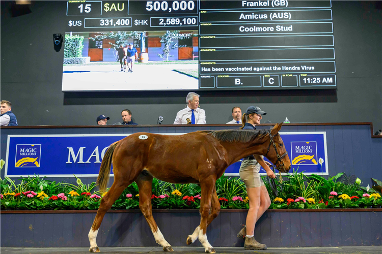 The Frankel-Amicus colt who topped Day 1 at the National Sale.