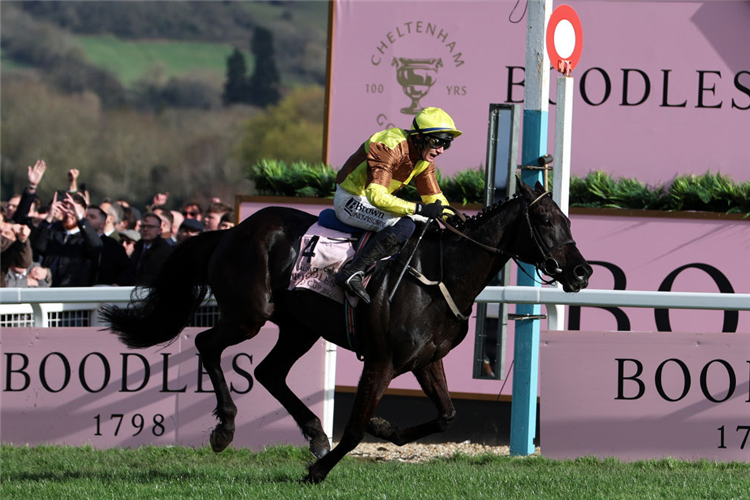 GALOPIN DES CHAMPS winning the Cheltenham Gold Cup Chase at Cheltenham in England.