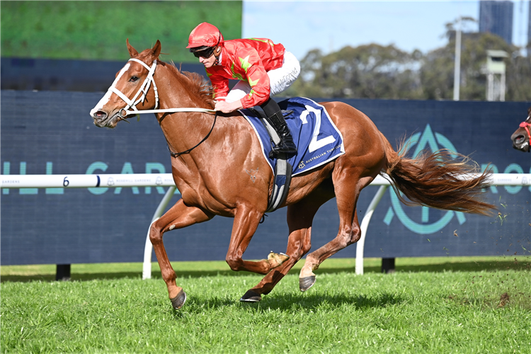 GATSBY'S winning the Sydney Markets Rosebud at Rosehill in Australia.