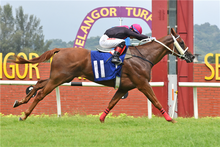 GULF EAGLE winning the Oct 12 2024 Selangor Meeting Race 5 (978)