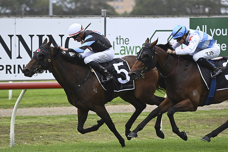 HARLOW MIST winning the BELLA GROUP MIDWAY HANDICAP