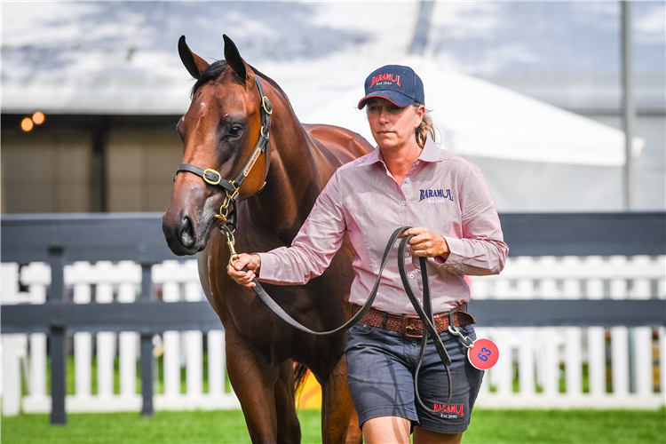 The $400,000 I Am Invincible filly.