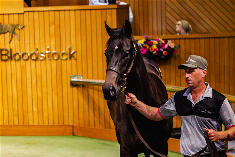 The $1.65m I Am Invincible 2YO colt.