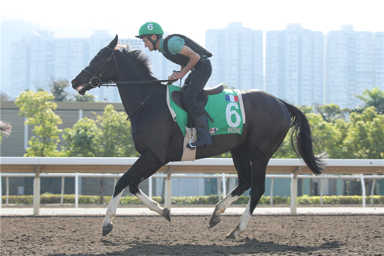 Iresine exercises at Sha Tin.