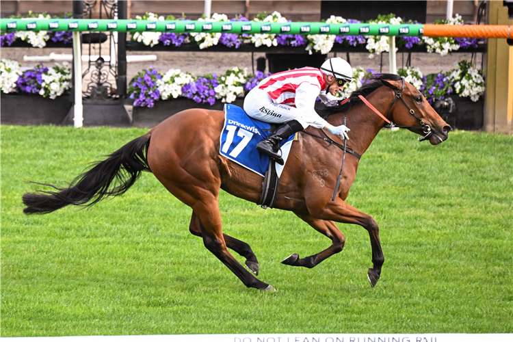 ISTHMUS winning the Furphy Sprint at Flemington in Australia.