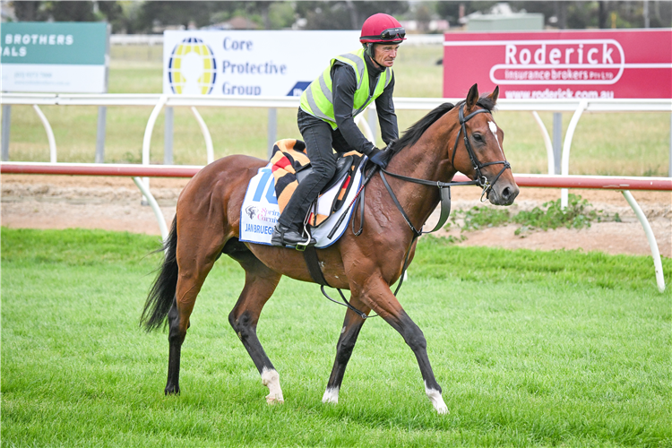 <p data-olk-copy-source='MessageBody'>Jan Brueghel pictured at Werribee, just hours before news of his scratching from the Melbourne Cup emerged.</p>