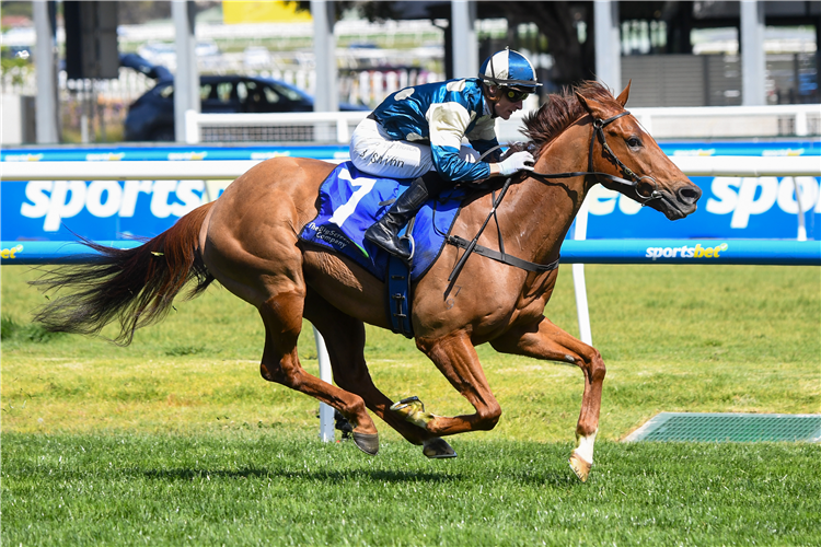 JIMMYSSTAR winning the The Big Screen Company Weekend Hussler at Caulfield in Australia.