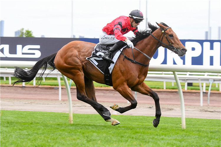 JUST FINE winning the The Lexus Bart Cummings at Flemington in Australia.