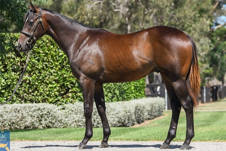 The $1.3m Justify colt from Day 4 at Magic Millions.
