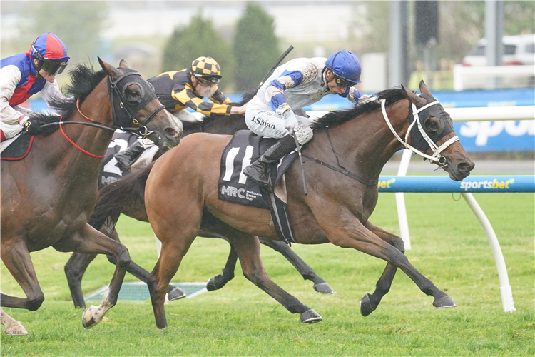 KADAVAR winning the Vale Elvstroem at Caulfield in Australia.