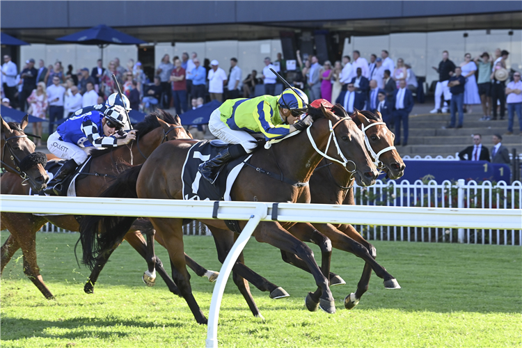 KALAPOUR winning the Kia Tancred Stakes at Rosehill in Australia.