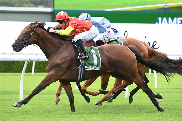 KING OF SPARTA winning the Expressway Stakes at Randwick in Australia.