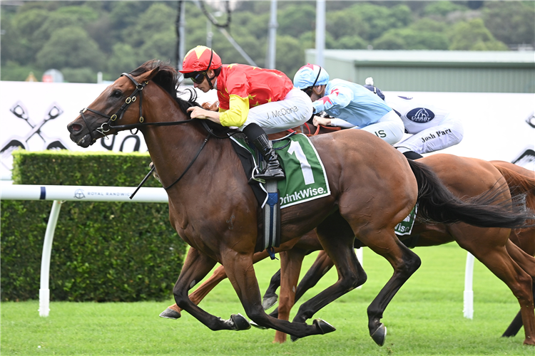 KING OF SPARTA winning the JAMES SQUIRE EXPRESSWAY STAKES at Randwick in Australia.