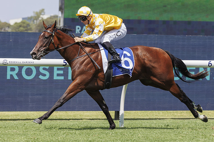 LADY OF CAMELOT is a live hope in the Blue Diamond