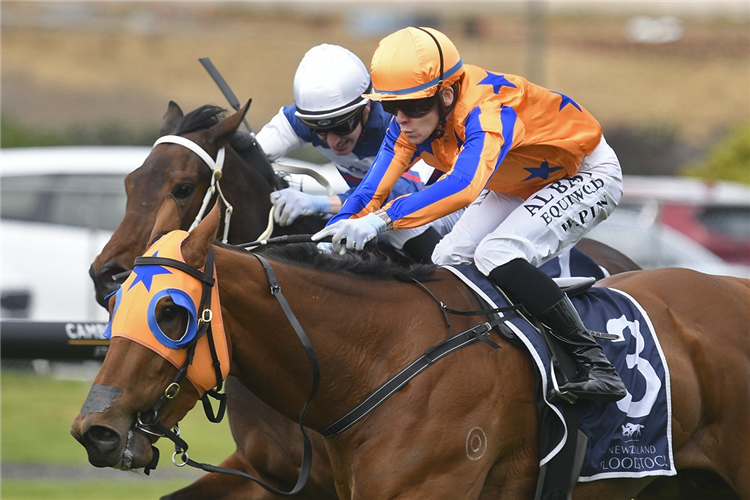 LEGALLY BINDING winning the NZB READY TO RUN SALE TRAINERS SERIES