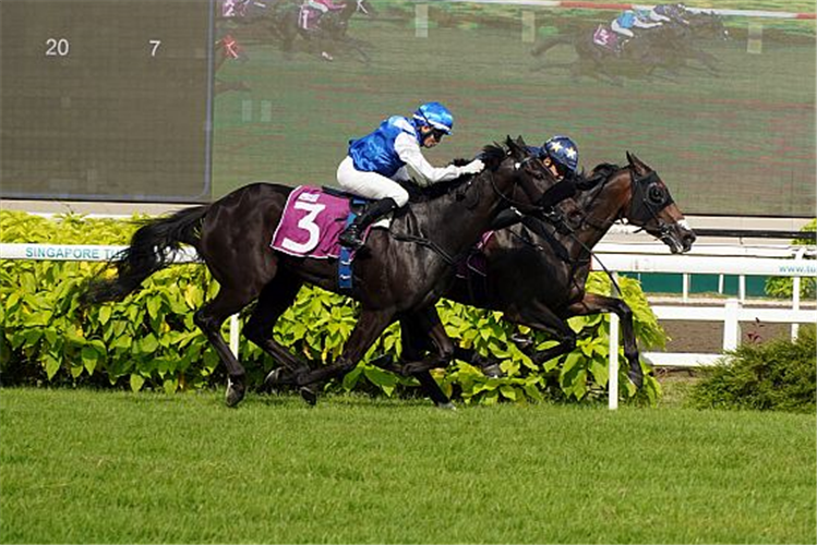 LIM'S BIGHORN winning the SINGAPORE THREE-YEAR-OLD CLASSIC GROUP 2