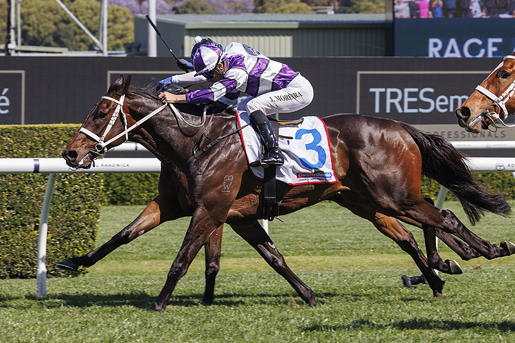 LINDERMANN winning the CINCOTTA CHEMIST CRAVEN PLATE