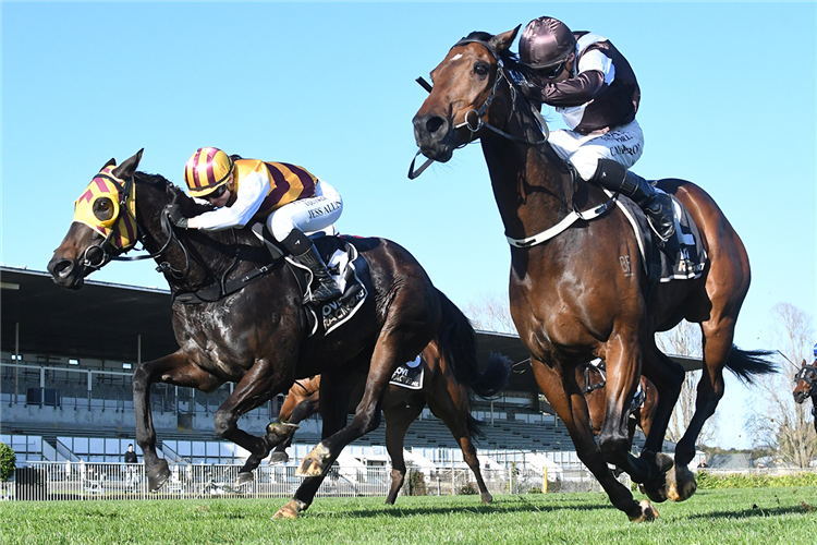 LIQUID LES (brown silks) winning the JOHN F GRYLLS MEMORIAL CLASSIC