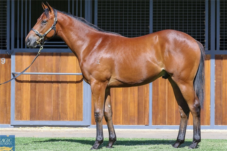 The I Am Invincible x Haut Brion Her colt to be offered on Day 4.
