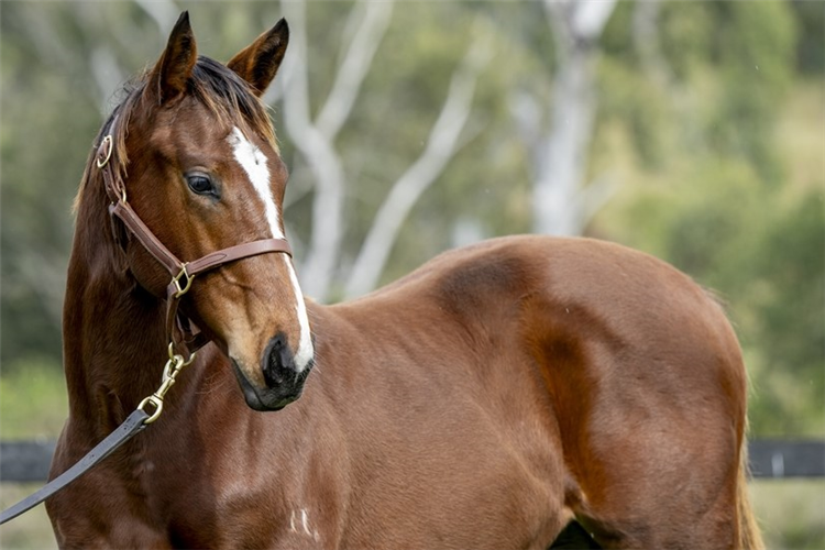 The $800,000 I Am Invincible filly.