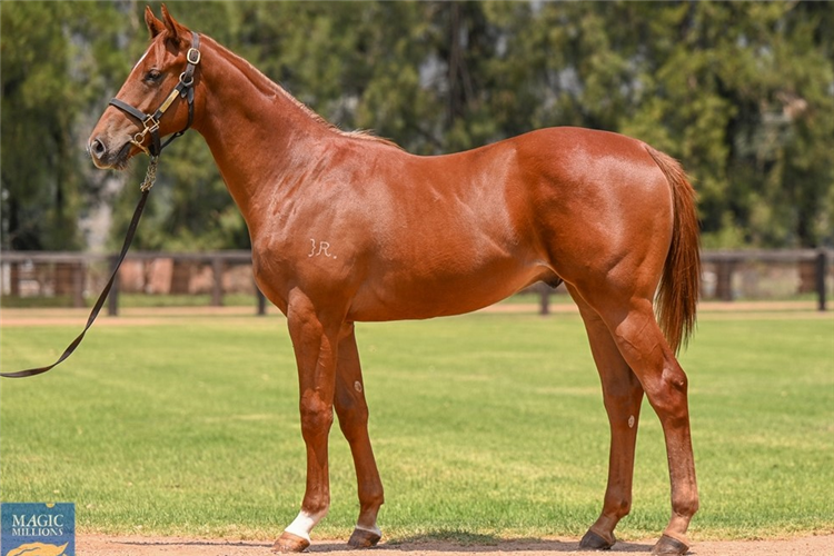 King Kirk as a yearling.