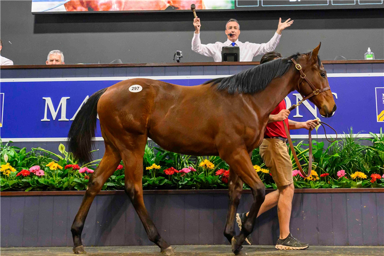 The $800k sale-topper from Magic Millions.