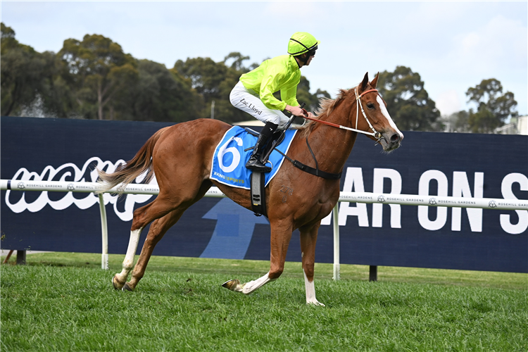 MAKARENA winning the Racing And Sports Golden Pendant at Rosehill in Australia.