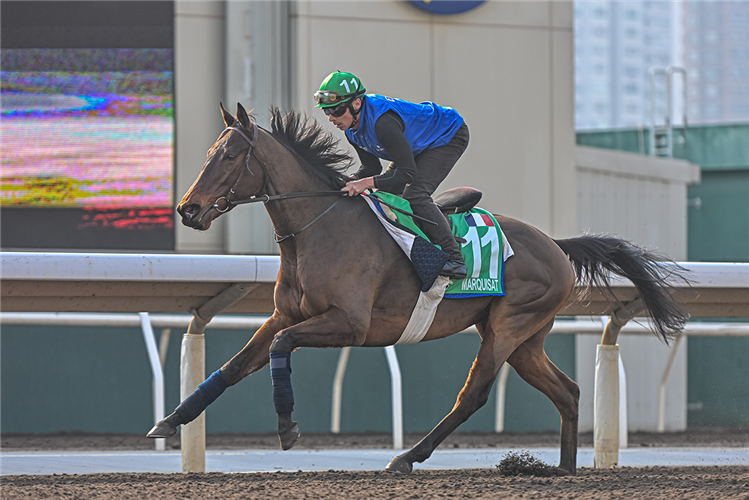 MARQUISAT works at Sha Tin