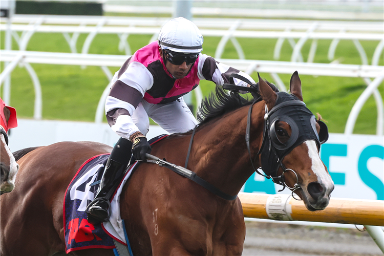 MASTER MARKO winning the TAB OPEN MILE