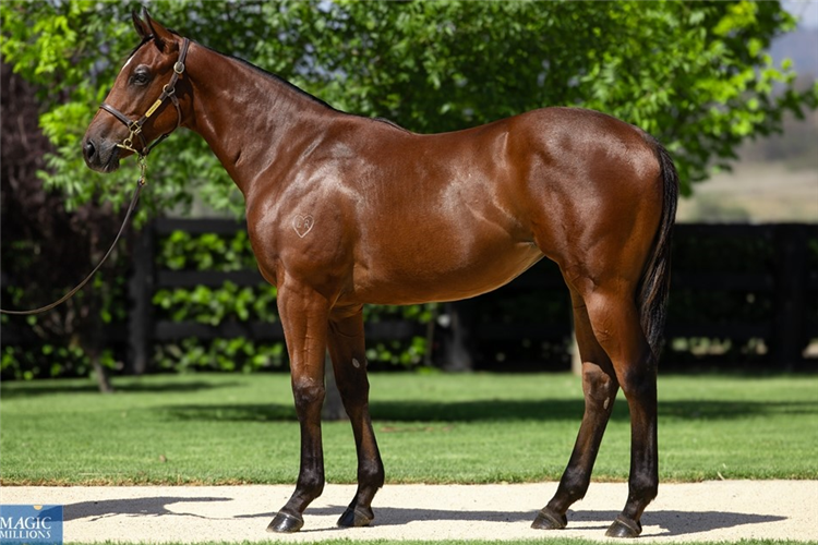 Memo as a yearling.