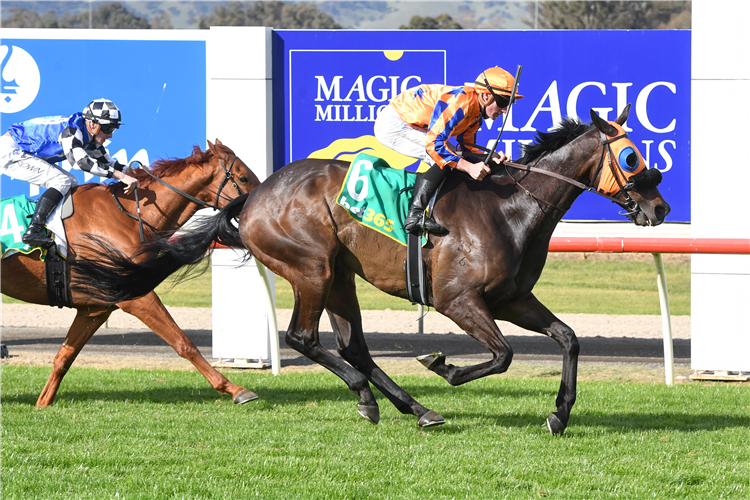 MIDNIGHT BLUE winning the Bet 365 Seymour Cup at Seymour in Australia.