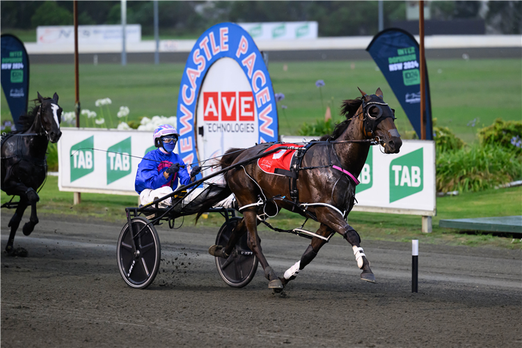 MINSTREL winning Heat 1 of ID24 at Newcastle.