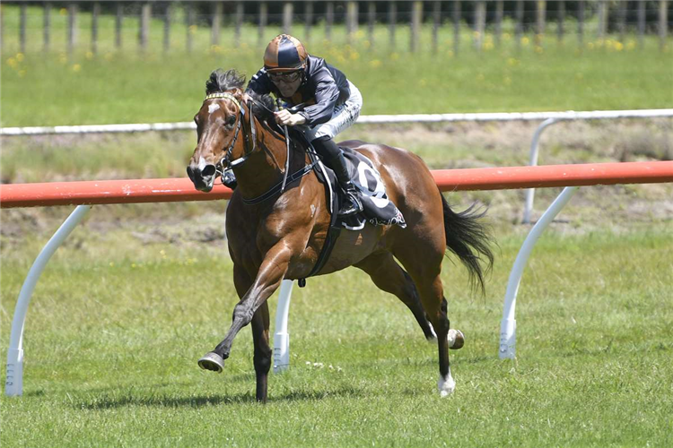 MISS BO PEEP winning the DOMINATOR GARAGE DOORS TAURANGA