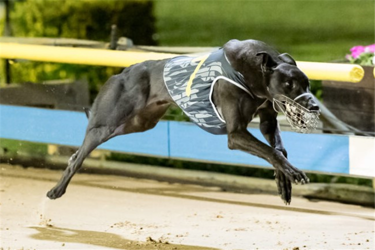 Morton - Needs To Overcome A Poor Box To Win His First Group One.(Photo Courtesy - GRV)