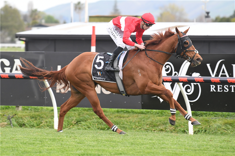 NAVIGATOR winning the VET SERVICES EQUINE HAWKE'S BAY PREMIER