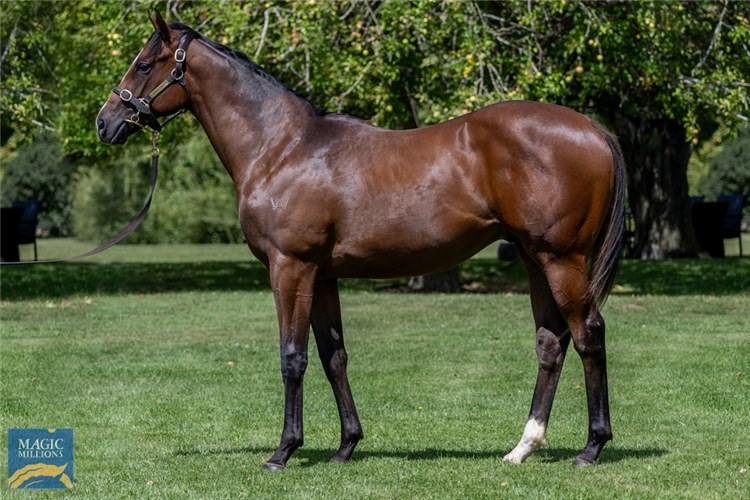 The $1450,000 Needs Further-Arenzano filly. Image: Magic Millions.