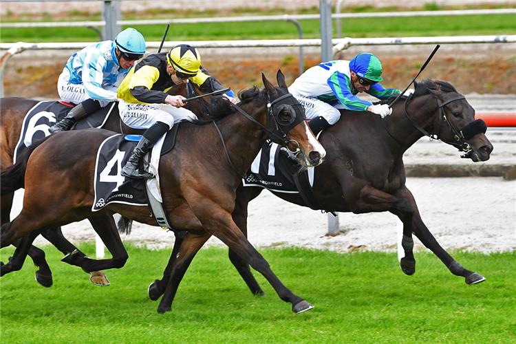 ONE BOLD CAT (outer) winning the ARROWFIELD STUD PLATE