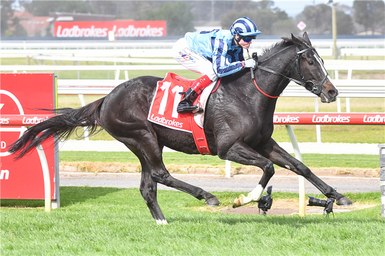 ONESMOOTHOPERATOR winning the Ladbrokes Geelong Cup in Geelong, Australia.