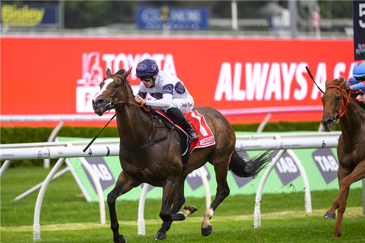 OVERPASS winning the TOYOTA FORKLIFTS SYDNEY STAKES at Randwick in Australia.