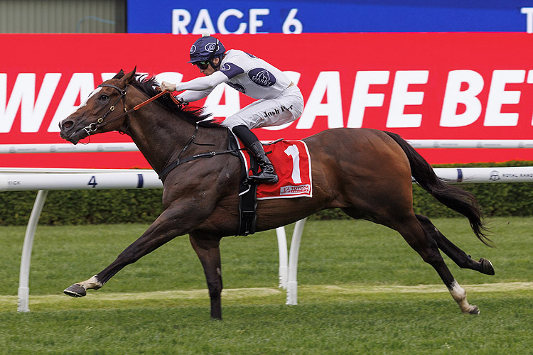 OVERPASS winning the TOYOTA FORKLIFTS SYDNEY STAKES