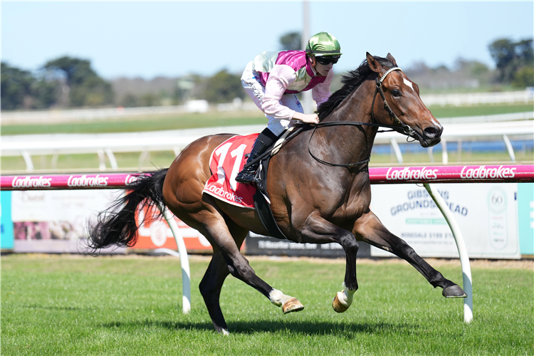 OXFORD BLUE winning the Ralcon Homes Maiden Plate in Sale, Australia.