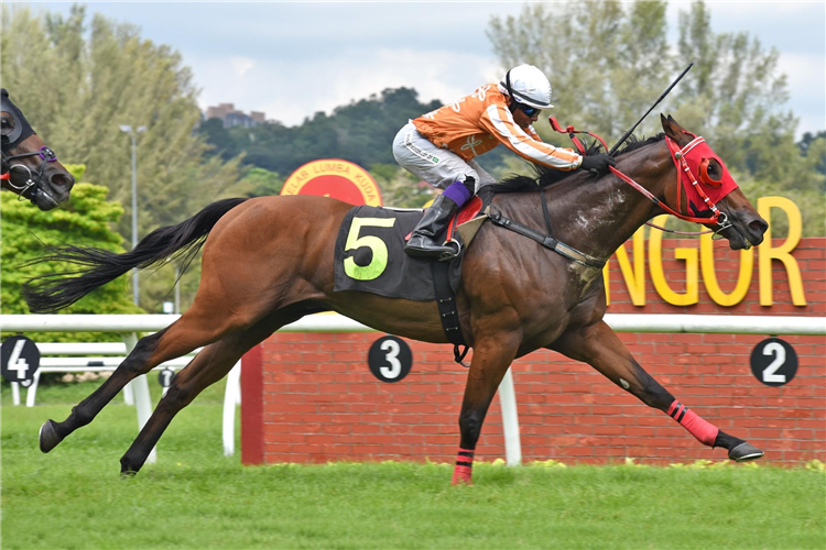 PACIFIC FLASH winning the Nov 10 2024 Selangor Meeting Race 6 (1048)