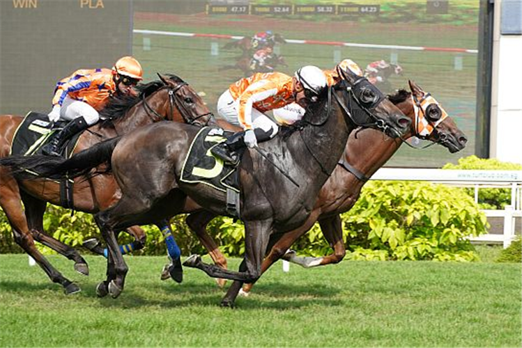 PACIFIC MASTER winning the LAUGHING GRAVY 2016 STAKES CLASS 4