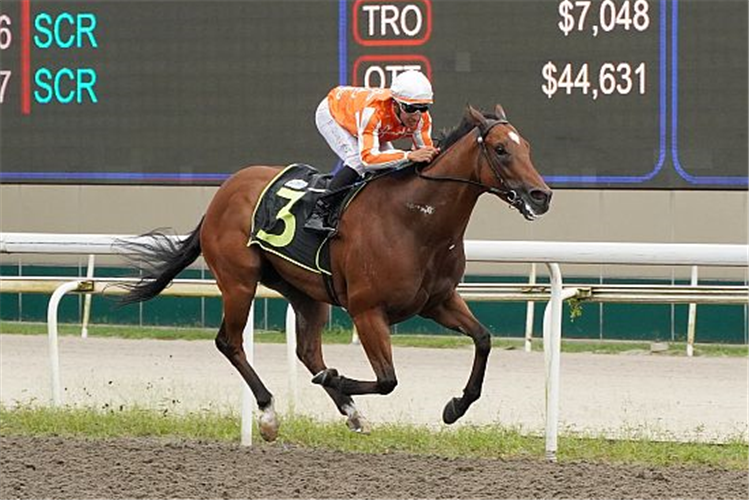 PACIFIC VAMPIRE winning the KRANJI STAKES A