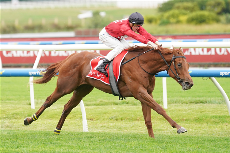 PALM ANGEL winning the Henley Homes Merson Cooper Stakes at Caulfield in Australia.