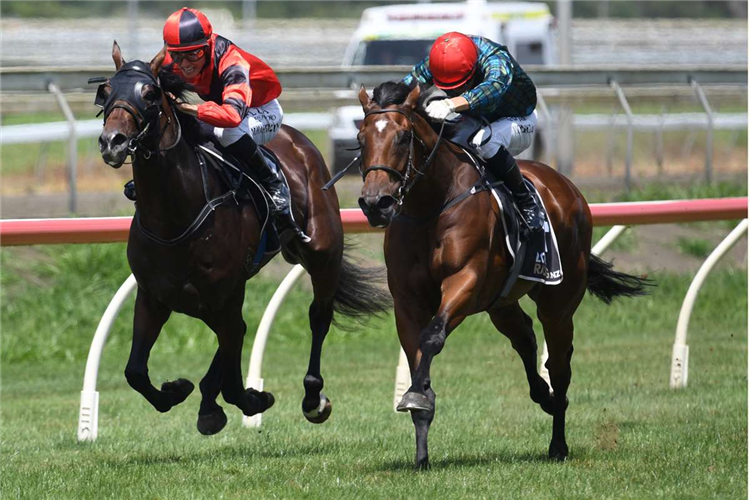 Stakes targets await Pericles following Pukekohe triumph